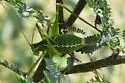Chestnut Short-wing Katydid - photo 2