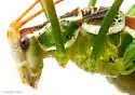 Chestnut Short-wing Katydid - photo 3