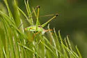 Spoon-tailed Short-wing Katydid