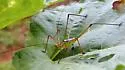 Spoon-tailed Short-wing Katydid - photo 2