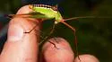 Spoon-tailed Short-wing Katydid - photo 3