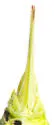 Spoon-tailed Short-wing Katydid - photo 4