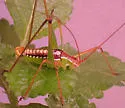 Spoon-tailed Short-wing Katydid - photo 5