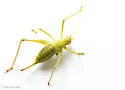 Gladiator Short-winged Katydid