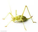 Gladiator Short-winged Katydid - photo 2