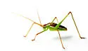 Mountain-dwelling short-winged katydid - photo 2