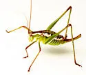 Mountain-dwelling short-winged katydid - photo 4