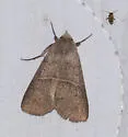Obrima pyraloides - Hodges#8565.1
