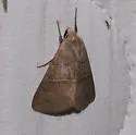 Obrima pyraloides - Hodges#8565.1 - photo 2