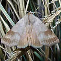 Obrima rinconada - Hodges#8565 - photo 2