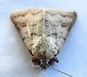 Obrima rinconada - Hodges#8565 - photo 4