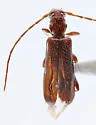Obrium constricticolle