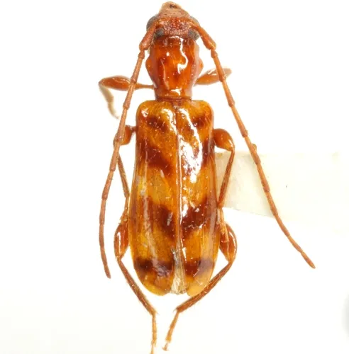 Obrium glabrum - photo 2