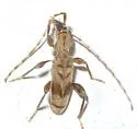 Obrium maculatum