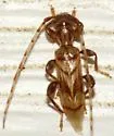 Obrium maculatum - photo 2