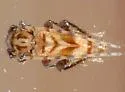 Obrium maculatum - photo 3