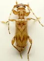 Obrium maculatum - photo 4