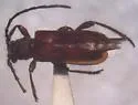 Obrium rubidum