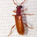Obrium rufulum