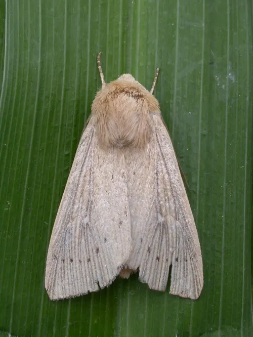 Obscure Wainscot - photo 2