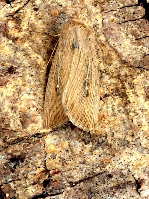 Obscure Wainscot - photo 3