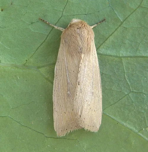 Obscure Wainscot - photo 5