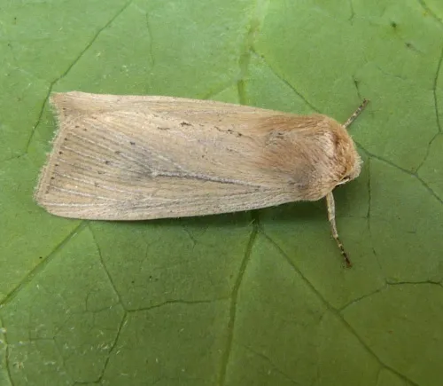 Obscure Wainscot - photo 6