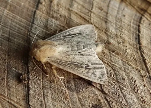 Obscure Wainscot - photo 8
