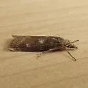 Occidentalia comptulatalis - Hodges#5474 - photo 4