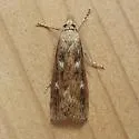 Occidentalia comptulatalis - Hodges#5474 - photo 5