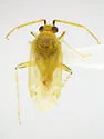 Occidentodema mcfarlandi