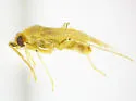 Occidentodema mcfarlandi - photo 2