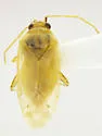 Occidentodema mcfarlandi - photo 3