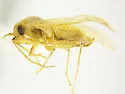 Occidentodema mcfarlandi - photo 4