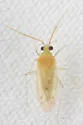 Occidentodema mcfarlandi - photo 5