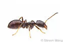 Copper-Bellied Ant
