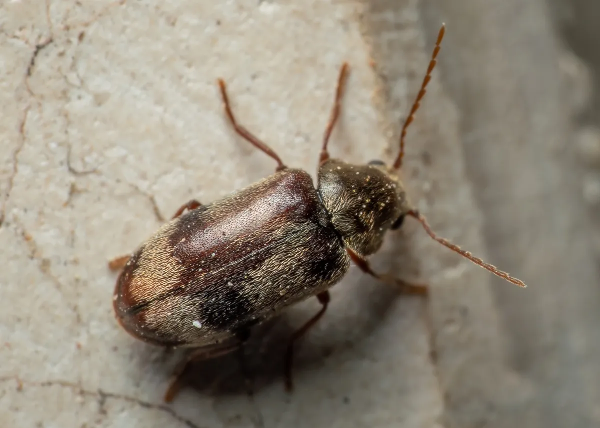 Ochina ptinoides - photo 3