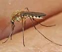 Ochlerotatus abserratus