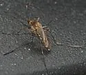 Ochlerotatus abserratus - photo 2