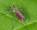 Ochlerotatus abserratus - photo 4