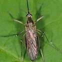 Ochlerotatus abserratus - photo 5