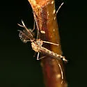 Ochlerotatus atropalpus