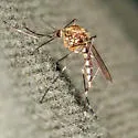 Ochlerotatus atropalpus - photo 2