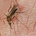 Ochlerotatus atropalpus - photo 4