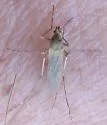 Ochlerotatus campestris
