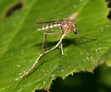 Ochlerotatus canadensis