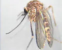 Brown Saltmarsh Mosquito