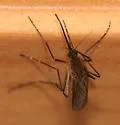 Brown Saltmarsh Mosquito - photo 2
