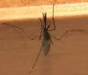 Brown Saltmarsh Mosquito - photo 3