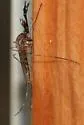 Brown Saltmarsh Mosquito - photo 4